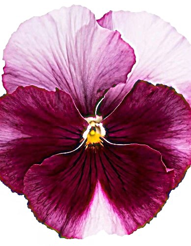 Tiesiaragė našlaitė Grandissimo Rose Beacon F1, 10 sėklų (Viola cornuta)