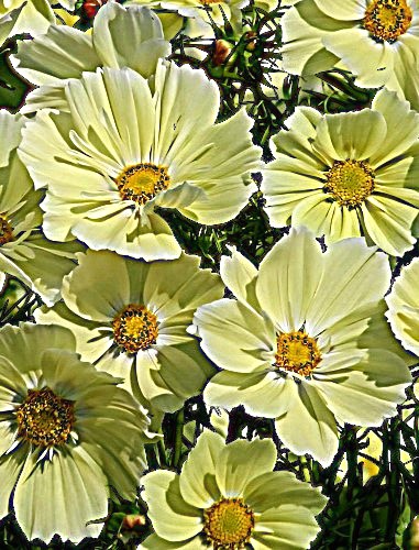 Paprastoji kosmėja 'Xanthos' 10 sėklų, (Cosmos bipinnatus)