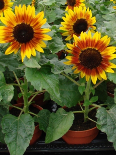 Žemaūgė tikroji saulėgrąža 'Suntastic bicolour red and yellow', 10 sėklų (Helianthus annuus)