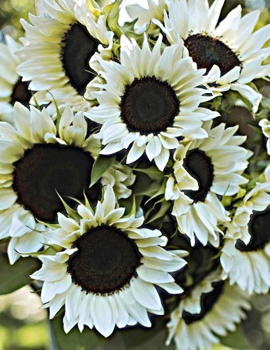 Paprastoji saulėgrąža ProCut White Nite F1 (Helianthus annuus), 10 sėklų