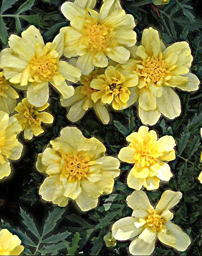 Gvazdikinis serentis 'Alumia Vanilla Cream' (tagetes patula), 10 sėklų