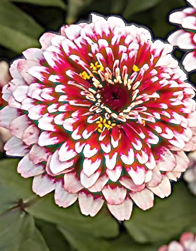 Puikioji gvaizdūnė Swizzle kirsch-elfenbein F1 (Zinnia elegans), 5 sėklos
