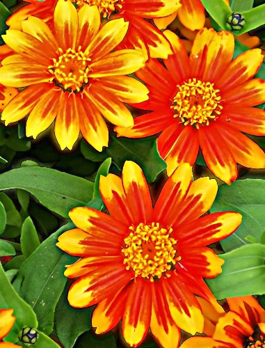 Žemaūgė merilendo gvaizdūnė Zahara Sunburst  (Zinnia marylandica), 10 sėklų