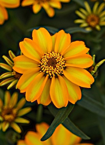 Žėmaūgė siauralapė gvaizdūnė  "Star Gold (Zinnia angustifolia)  10 sėklų