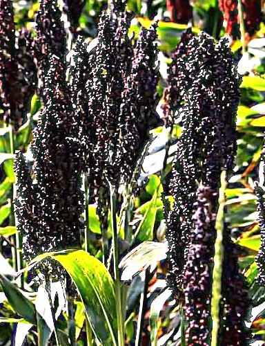 Juodasis sorgas (Sorghum nigrum) 45 sėklos