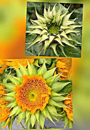 Paprastoji saulėgrąža SunFill Green F1 (Helianthus annuus) 18 sėklų