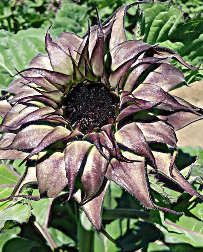Paprastoji saulėgrąža SunFill Purple F1 (Helianthus annuus) 20 sėklų