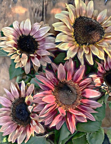 Paprastoji saulėgrąža 'ProCut Plum" (Helianthus annuus) 18 sėklų