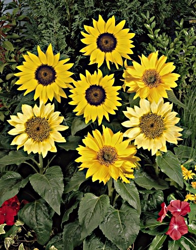 ŽEMAŪGĖ paprastoji saulėgrąža "Pacino mišinys" (Helianthus annuus), 10 sėklų
