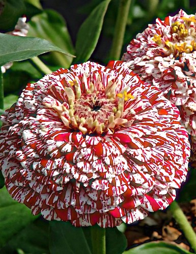 Puikioji gvaizdūnė 'Pop Art White with rose-white stripes', 70 sėklų