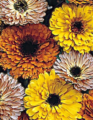 Vaistinė medetka 'Touch of Red mix' (Calendula officinalis) 10 sėklų