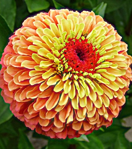 Puikioji gvaizdūnė 'Queen Lime Orange' (Zinnia elegans), 10 sėklų