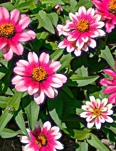 Žemaūgė siauralapė gvaizdūnė Cherry bicolor F1 (Zinnia angustifolia)  10 sėklų