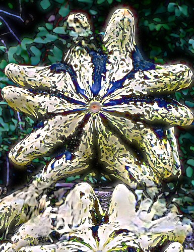 Patisonai Deimos F1 (Cucurbita pepo L.), 5 sėklos