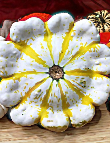 Patisonai Fall Blossom F1 (Cucurbita pepo L.), 5 sėklos