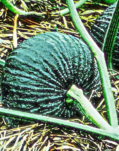 Muskusiniai moliūgai Bungkan 021 F1 (Cucurbita moschata), 5 sėklos