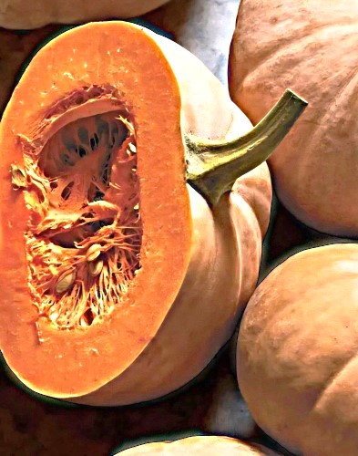 Muskusiniai moliūgai Butterkin F1 (Cucurbita moschata), 5 sėklos