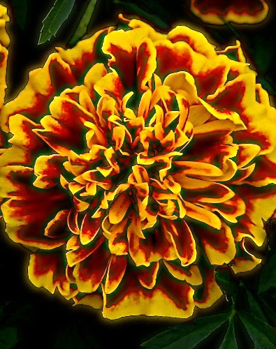 Gvazdikinis serentis 'Bonanza Bee' (Tagetes patula), 15 sėklų