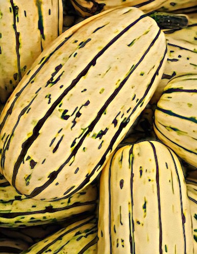 Moliūgai (Cukinija) 'Delicata' (Cucurbita pepo) 5 sėklos