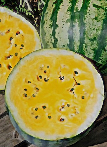 Tikrieji arbūzai Primagold F1 (Citrullus lanatus), 5 sėklos