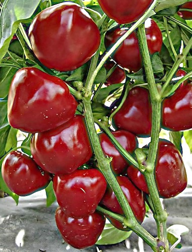 Vienmetė paprika  'Dumas' (capsicum Annuum) 5 sėklos