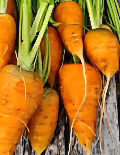 Valgomosios morkos 'Ochsenherz' (Daucus carota), 500 sėklų