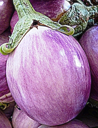 Paprastasis baklažanas 'Rotonda Bianca Sfumata Di Rosa'  0,5g (Solanum melongena)