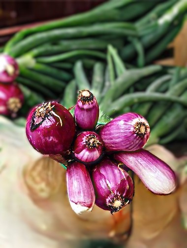 Valgomieji svogūnai 'Rossa Lunga di Firenze' 1g (Allium cepa L.)