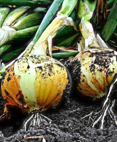 Valgomieji svogūnai 'Augusta' 5g (Allium Cepa L.)