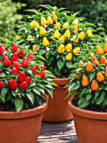 Vienmetė aitrioji mini paprika vazoninė (švelnios) mix 0,6g (Capsicum annuum)