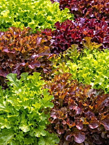 Sėjamosios ąžuolialapės salotos, mišinys 1,2g (Lactuca sativa)