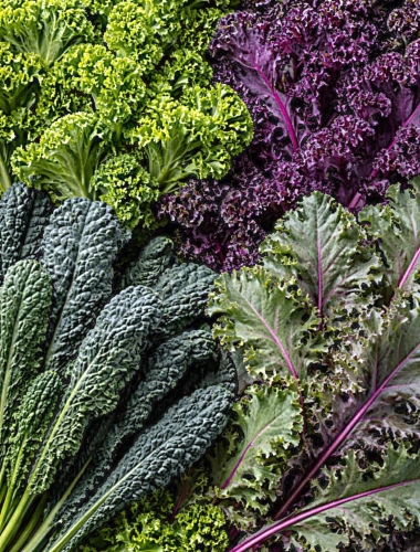 Lapinių kopūstų (Kale) mix Sėklų 6g ( Brassica oleracea convar. acephala var. sabellica)