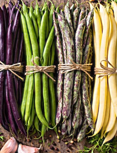 Žemaūgės daržinės šparaginės  pupelės (veislių mišinys) 30g (lot. Phaseolus vulgaris)