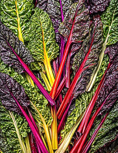 Lapiniai burokėliai (mangoldai) 'Bright Lights' 3g (lot. Beta vulgaris var. cicla)
