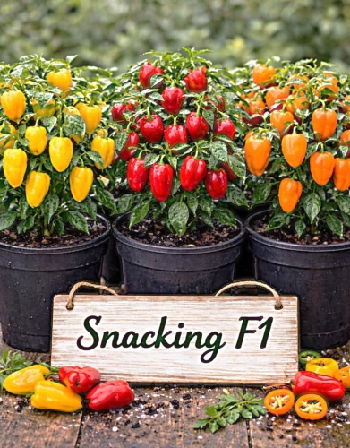 Vienmetė saldžioji mini paprika Snacking F1 (raudona, geltona, oranžinė), 15 sėklų (Capsicum Annuum)