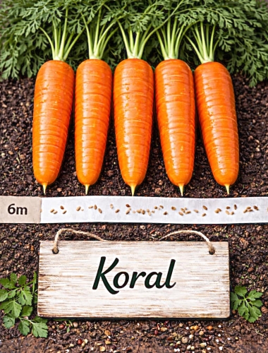 Valgomosios morkos 'Koral', 6m juosta, (Daucus carota subsp. sativus)