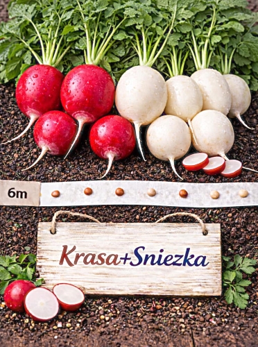 Valgomiej ridikėliai 'Krasa' ir 'Sniezka', 6m juosta ( Raphanus sativus var. sativus)