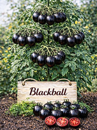 Valgomieji pomidorai 'Blackball Sėklų 0,2g' ( Lycopersicon esculentum)
