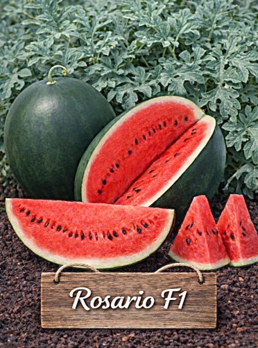 Tikrieji arbūzai Rosario F1 0,5g (Citrullus lanatus L.)