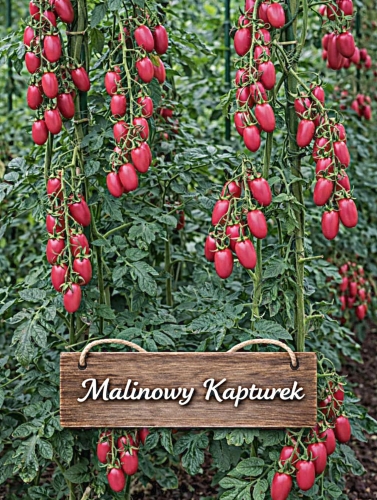 Valgomieji pomidorai aukštaūgiai 'Malinowy Kapturek Oža' 1g (Solanum Lycopersicum)