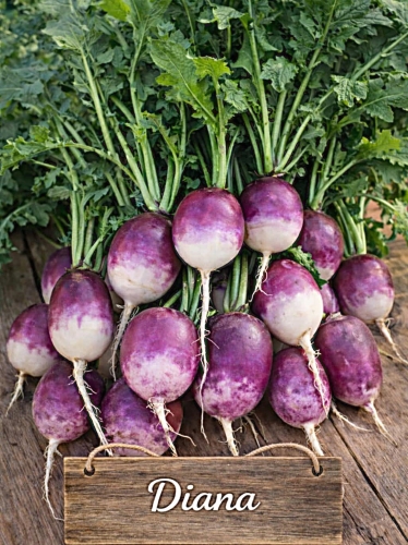 Valgomieji ridikėliai 'Diana' 5g (Raphanus sativus var. sativus)