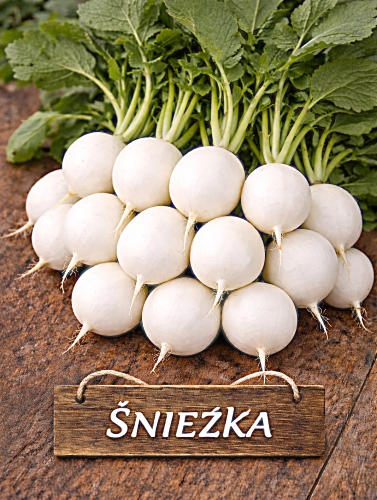 Valgomieji ridikėliai 'Sniežka' 10g (Raphanus sativus var. sativus)