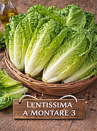 Sėjamosios salotos 'LENTISSIMA A MONTARE 3" 1g (Lactuca sativa var. crispa)
