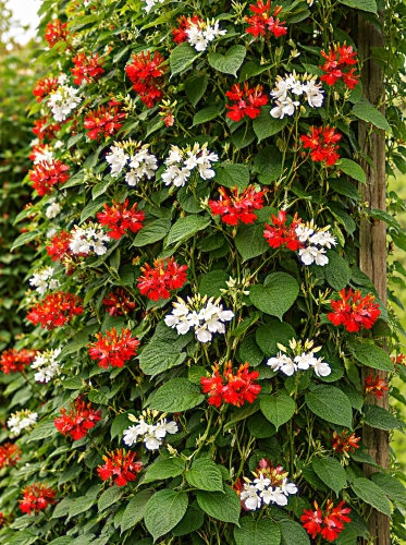 Raudonžiedės pupelės (ŠABALBONAI), mišinys 7g,  ( Phaseolus coccineus)