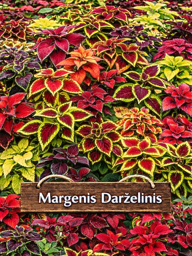 Darželinis margenis, mišinys, 0,1g Coleus blumei
