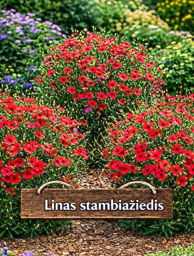 Stambiažiedis linas raudonas, 0,5g  (Linum grandiflorum)