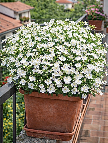 Paprastoji lobelija , balta , 0,2g  (Labelia erinus compacta)