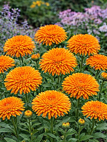 Vaistinės medetkos "PORCUPINE ORANGE' , 0,5g  (Calendula officinalis fl. pl.)