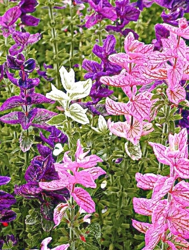 Dailieji šalavijai, mišinys 0,5g, (Salvia horminum)