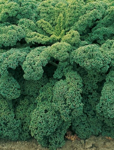 Lapiniaii kopūstai 'Halbhoher Grüner Krauzer' 5g, ( Brassica oleracea convar. acephala var. sabellica)